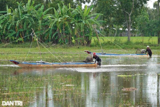 Trước đây, người dân thường đẩy côn bằng xuồng đơn sơ, nhưng giờ ai có điều kiện đều trang bị vỏ lãi gắn thêm máy để di chuyển được nhiều đồng ruộng trong ngày (Ảnh: Bảo Kỳ).