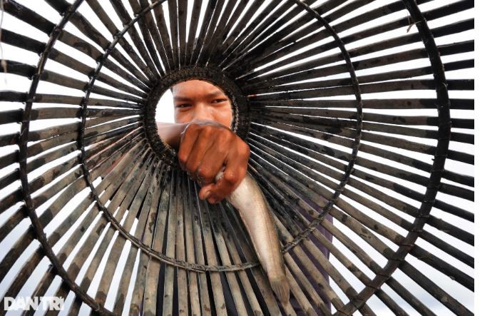 Anh Danh Hoàng Minh (trú tại xã Định An, huyện Gò Quao, Kiên Giang) cho biết, tranh thủ mùa nước nổi, anh dành khoảng 10 tiếng trầm mình ngoài ruộng đẩy côn bắt cá. Công việc tuy cực nhưng đổi lại thu nhập cao. Ngày thường anh kiếm khoảng 300.000 - 400.000 đồng nhưng trúng vụ có thể tới 800.000 đồng. Cá bắt được đa số là cá lóc, cá trê, cá rô cỡ lớn nên bán rất được giá (Ảnh: Bảo Kỳ).