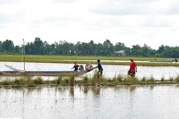 Khi con nước tràn về trên các cánh đồng mang theo sản vật cá tôm trù phú cũng là lúc người dân ở vùng hạ nguồn như Kiên Giang, Hậu Giang, Cần Thơ, Vĩnh Long... thi triển tài nghệ đánh bắt. Một trong số đó phải kể đến kỹ nghệ đẩy côn (Ảnh: Bảo Kỳ).