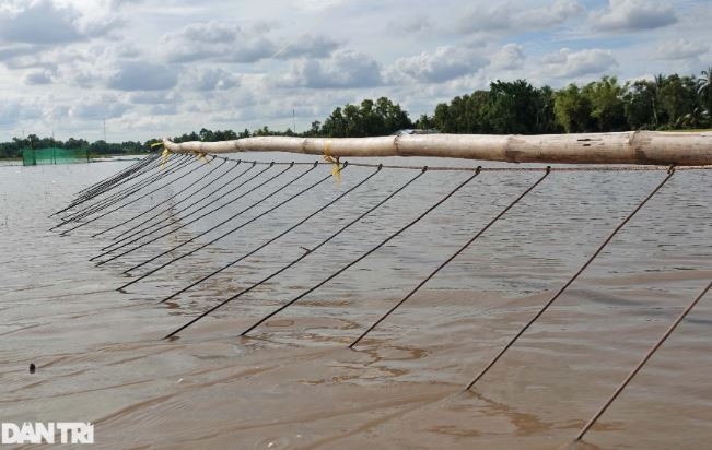 Giàn côn được làm bằng những cọng sắt nhỏ dài 1,5m, được gắn vào một sợi dây may dính với nhau. Trước mùa nước nổi, bà con sẽ chuẩn bị dàn côn, mua sắt về rồi ghép vào thanh tre. Nếu bảo quản tốt, dàn côn có thể dùng 5 - 7 năm (Ảnh: Bảo Kỳ).