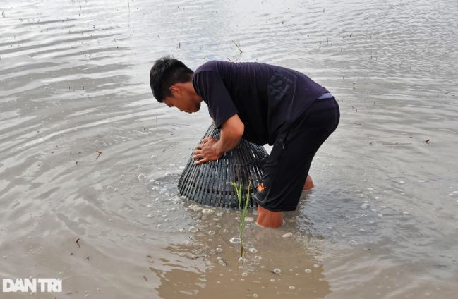 Để xác định vị trí có cá, người đẩy côn quan sát mực nước và đồng ruộng. Nếu ruộng lúa còn rơm rạ, lúa chét nhiều, cá tôm thường sẽ chui vào đó, còn ruộng ngập sâu cần chống xuồng đi theo lối (Ảnh: Bảo Kỳ).