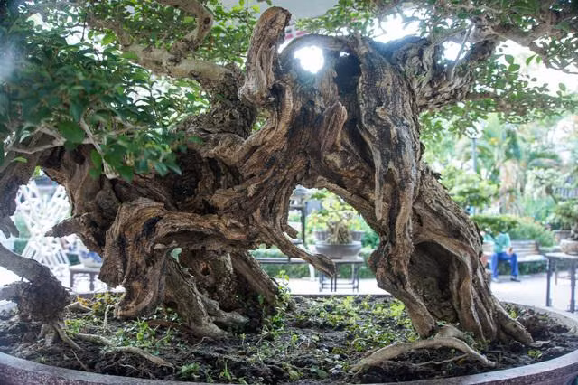 Cay gang moc hang rao 100 tuoi co than “quai” hiem gap-Hinh-2