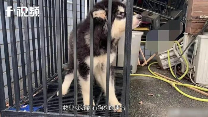 Chu nha kinh hai khi mo cua thay can phong ngap rac-Hinh-2