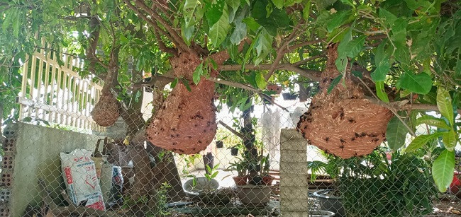 Bo von 300 nghin dong, chang trai co chuc trieu moi thang-Hinh-3