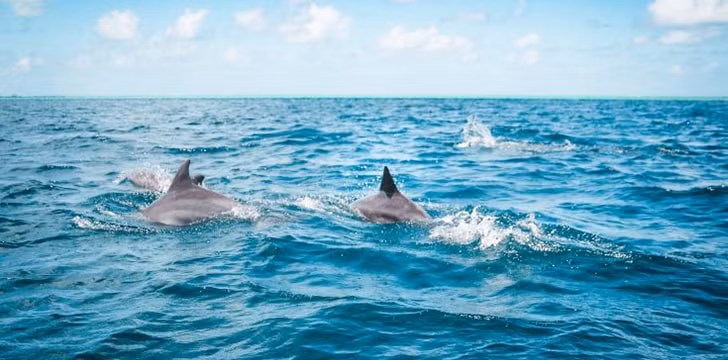 Chuyện ăn thịt cá heo ở Nhật Bản là điều bình thường. Người dân nước này coi thịt cá heo tương tự như các loại thịt, cá bình thường khác. Ảnh: FS.