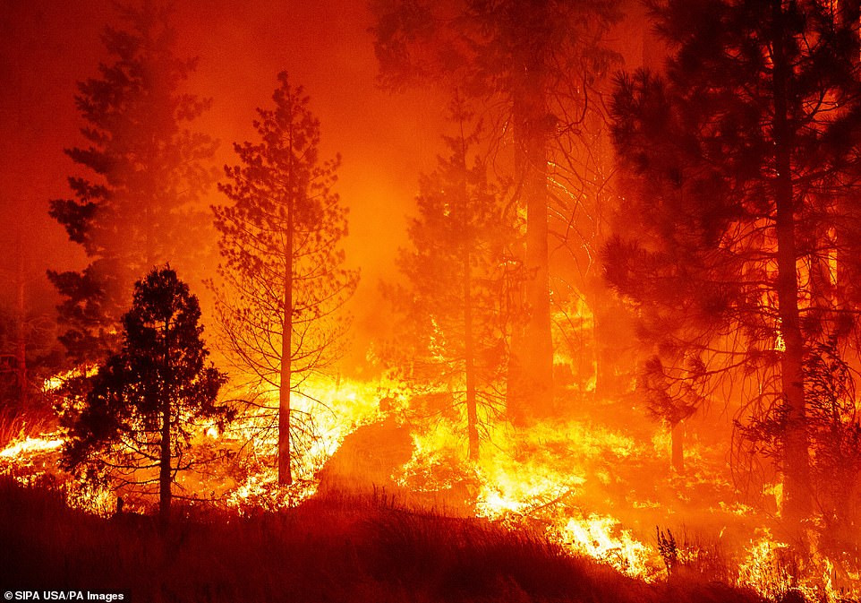 Các đám cháy rừng dữ dội như khiến cả California chìm trong khói lửa.