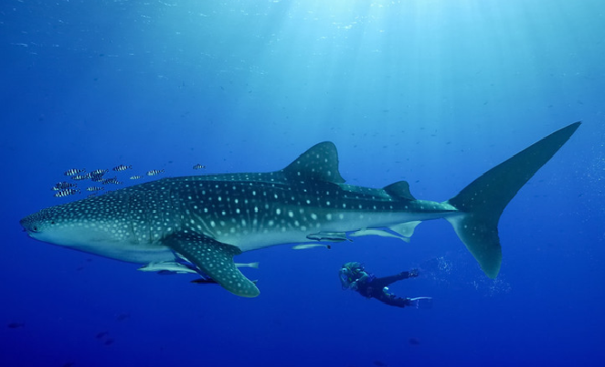 Thợ lặn trở nên bé nhỏ khi bơi cạnh một chú cá mập voi khổng lồ.
