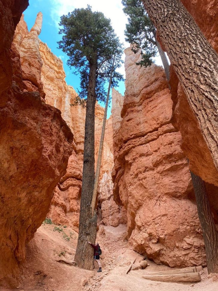 Bạn ấn tượng với điều gì hơn: Kích thước của cái cây hay những tảng đá xung quanh nó?