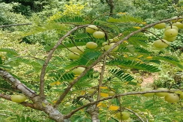 Qua moc hoang day rung, gio 'len doi' co gia nua trieu dong/kg