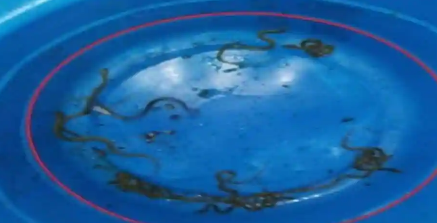 Theo UPI, vào một buổi tối tháng 6/2020, Shradhanand, một người dân ở làng Pavli Khurd, Meerut, Ấn Độ, phát hiện một con rắn trên sàn nhà trong phòng ngủ của ông liền đuổi nó ra ngoài. Ảnh: IANS.