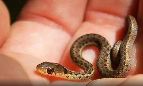 Nhờ sự giúp đỡ của hàng xóm, Shradhanand đã bắt hết số rắn này và thả chúng vào một khu rừng rậm gần nhà. Ảnh minh họa: Twitter.