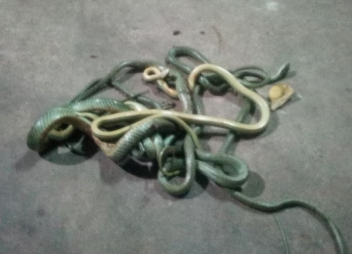 "Tôi hét lên. Tôi không biết bằng cách nào chúng lại vào được bên trong điều hòa, hay đó là loại rắn gì", Somkiat viết trên Facebook. Ảnh: Facebook.