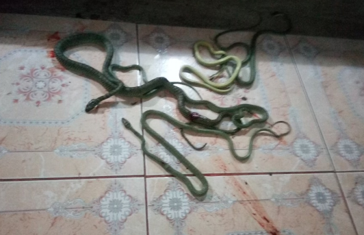 China Press cho biết thêm, những con rắn được tìm thấy trong nhà của Somkiat không có nọc độc. Chúng thường vào nhà dân để "săn" thằn lằn. Ảnh: Facebook.