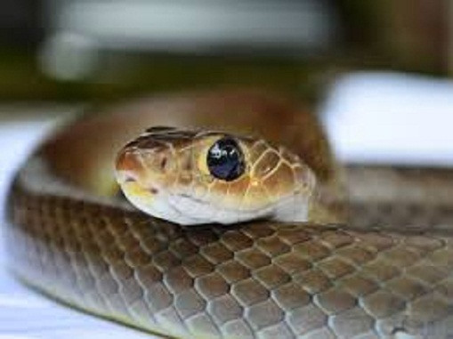 Tuy nhiên, khi trở lại phòng ngủ, Shradhanand giật mình khi thấy 3 con rắn khác trên giường. Ông quyết định truy tìm "hang ổ" của chúng. Ảnh: GN.