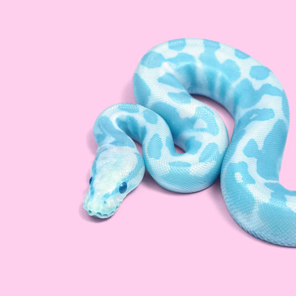  Tuổi Tỵ: Kinh tế chỉ ở mức vừa tầm, cuộc sống hơi nhàm chán, tình cảm ở trạng thái lạc lõng, vô vị. Vận may trong mọi thứ của con giáp này hiện đang suy giảm trầm trọng và họ dễ dàng bị ảnh hưởng, dao động bởi những tác động bên ngoài. 