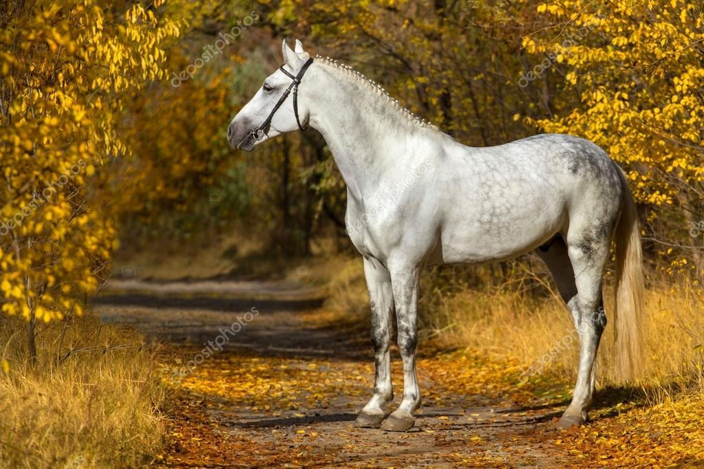  Tuổi Ngọ: Dự đoán ngày mới tử vi 12 con giáp chúc mừng bạn, thời khắc để hẹn hò và gặp gỡ nửa kia định mệnh đã tới. Bạn được thần Tài ưu ái nên làm gì thắng nấy, đụng đâu giàu đó. Kinh tế tăng lên với cấp số nhân từ sự trợ giúp của người thân, bạn bè.
