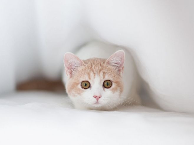 Tháng 12/2021, sự nghiệp của người tuổi Mão vô cùng vượng phát. Con giáp này bẩm sinh đã thông minh, hơn nữa lại rất nỗ lực tích cực làm việc, công việc vận may trời ban.