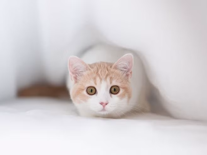 Tháng 12/2021, sự nghiệp của người tuổi Mão vô cùng vượng phát. Con giáp này bẩm sinh đã thông minh, hơn nữa lại rất nỗ lực tích cực làm việc, công việc vận may trời ban.