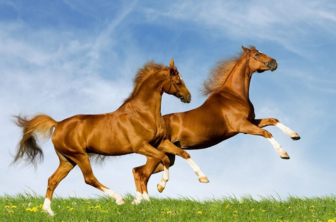 Người tuổi Ngọ mạnh mẽ, dám nghĩ dám làm, luôn cố gắng phấn đấu để là người đứng đầu, để có được thành công vang dội nhất. 