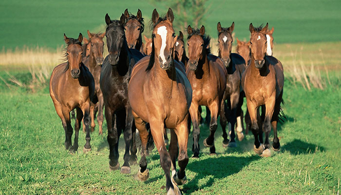 Tháng 12/2021, do được quý nhân tương nhân, người tuổi Ngọ vô cùng may mắn trong công việc. Với sự năng nổ, hết lòng hết sức cho công việc, con giáp này có thể vượt qua được mọi khúc mắc, thị phi phát sinh, vươn lên đỉnh cao thành công.