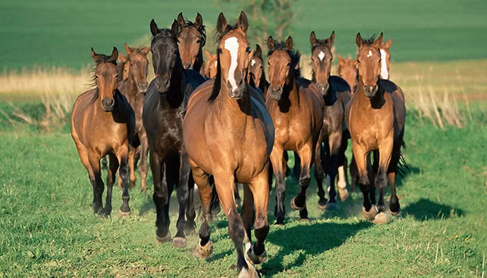 Tháng 12/2021, do được quý nhân tương nhân, người tuổi Ngọ vô cùng may mắn trong công việc. Với sự năng nổ, hết lòng hết sức cho công việc, con giáp này có thể vượt qua được mọi khúc mắc, thị phi phát sinh, vươn lên đỉnh cao thành công.