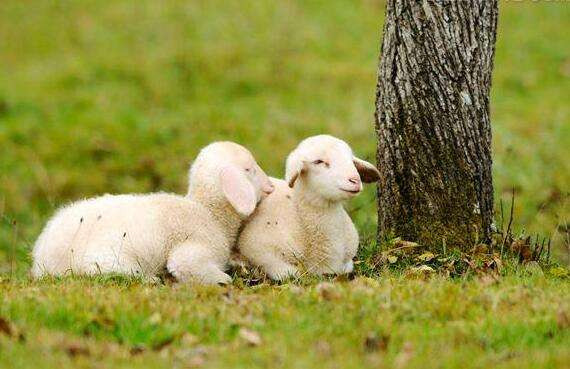 Do “Chính Quan Tinh” và “Thích Mã Tinh” xuất hiện trong cung mệnh nên công việc có nhiều tin vui, đồng thời lại được cát tinh “Địa Giải” phù hộ nên những lúc gặp khó khăn nhất, người tuổi Mùi đều có quý nhân giúp đỡ về công việc và tài chính. 