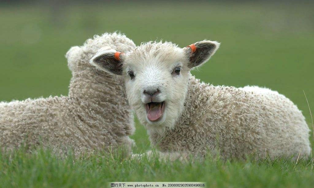 Tuổi Mùi: Người tuổi Mùi thiện lương, làm việc gì cũng tỉ mỉ, cẩn thận và có khả năng thích ứng rất cao. Trong thời gian 5 ngày tới, hoạnh tài của con giáp này rất vượng, sẽ có thêm một khoản thu nhập lớn. 