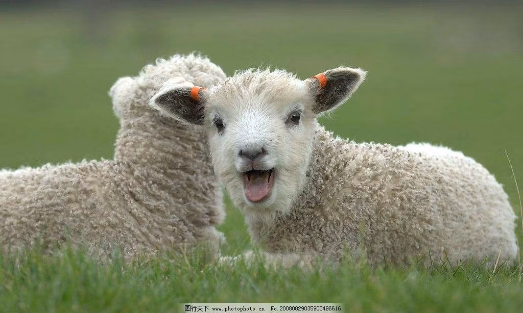 Tuổi Mùi: Người tuổi Mùi thiện lương, làm việc gì cũng tỉ mỉ, cẩn thận và có khả năng thích ứng rất cao. Trong thời gian 5 ngày tới, hoạnh tài của con giáp này rất vượng, sẽ có thêm một khoản thu nhập lớn. 