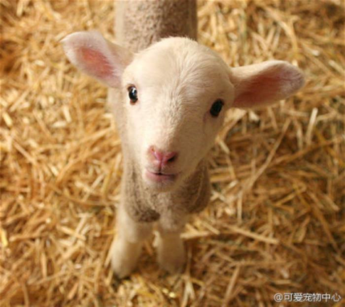 Chính vì những điều trên, người tuổi Mùi không còn phải lo lắng về cơm áo gạo tiền và có thể sống thoải mái về tiền bạc trong một thời gian dài.