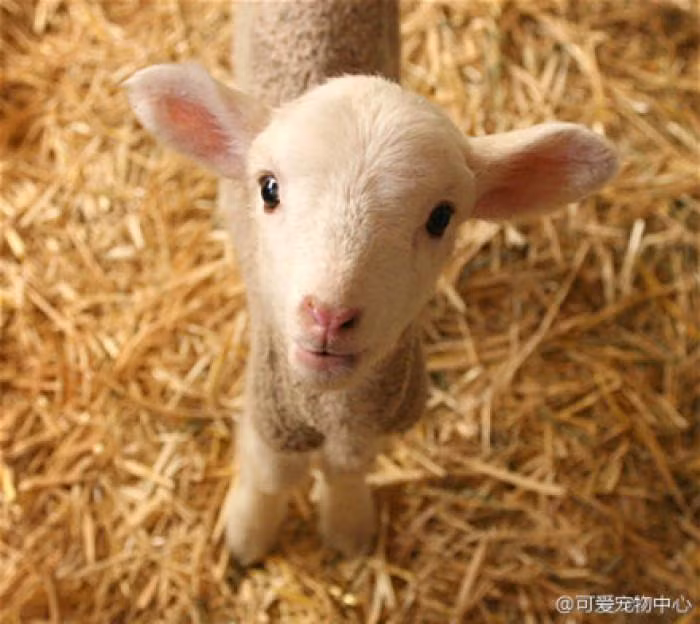 Chính vì những điều trên, người tuổi Mùi không còn phải lo lắng về cơm áo gạo tiền và có thể sống thoải mái về tiền bạc trong một thời gian dài.