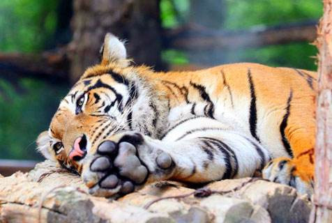 Trong thời gian 5 ngày tới, vận thế của con giáp này rất hưng vượng. Cho dù là tài vận hay tình cảm, đều có những sự tiến triển khả quan. Đặc biệt do công việc ngày càng thuận lợi nên tiền bạc kiếm về cũng ngày càng nhiều. (Bài viết chỉ mang tính tham khảo, cung cấp nội dung trắc nghiệm vui cho bạn đọc).