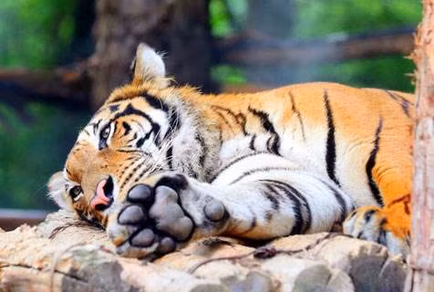 Trong thời gian 5 ngày tới, vận thế của con giáp này rất hưng vượng. Cho dù là tài vận hay tình cảm, đều có những sự tiến triển khả quan. Đặc biệt do công việc ngày càng thuận lợi nên tiền bạc kiếm về cũng ngày càng nhiều. (Bài viết chỉ mang tính tham khảo, cung cấp nội dung trắc nghiệm vui cho bạn đọc).