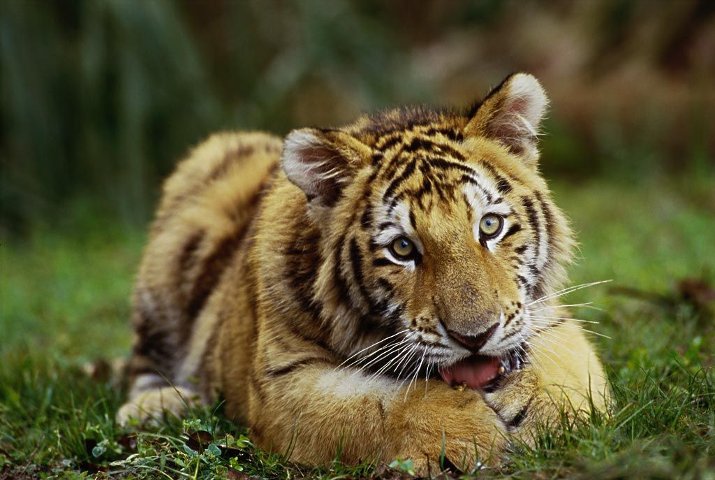 Tuổi Dần: Người tuổi Dần thường khiêm tốn và luôn âm thầm nỗ lực, phấn đấu làm việc.