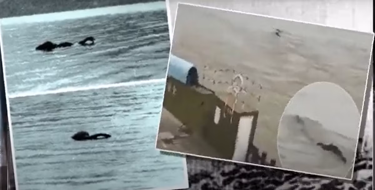 Brosnya cũng được biết đến là có thể lật thuyền và nuốt chửng ngư dân. Vào mùa hè năm 2002, một nhóm các nhà nghiên cứu động vật học bí ẩn người Nga đã dẫn đầu một cuộc thám hiểm đến hồ. Ảnh: @We are IF.