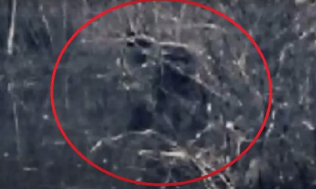 Nhiều người thợ săn đã báo cáo về những cuộc chạm trán với sinh vật này trong nhiều thập kỷ, lần đầu tiên là vào năm 1963. Hầu như tất cả đều tả cùng một hình dáng cơ bản. Ảnh: @World Bigfoot Central.