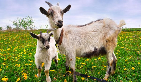 Tuổi Mùi hôm nay đầy năng lượng, làm việc gì cũng có kết quả. Đầy nhiệt huyết, con giáp nhanh chóng có được cảm tình của khách hàng, ký được nhiều hợp đồng. Nhờ vậy, hôm nay thu nhập của tuổi Mùi chật căng ví.