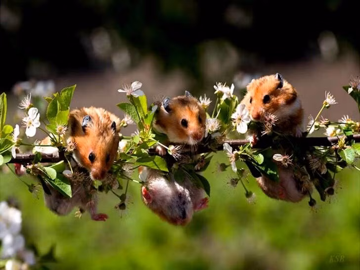  Dự đoán ngày mới 20/7/2021 cho 12 con giáp nhận thấy tuổi Tý hơi thiếu kiên trì, dễ bỏ cuộc. Con giáp cẩn thận gặp chuyện thị phi với lãnh đạo, gây ảnh hưởng không tốt.Tài vận của tuổi Tý hôm nay khả thi, có được cả nguồn lương trực tiếp lẫn thu nhập bị động.