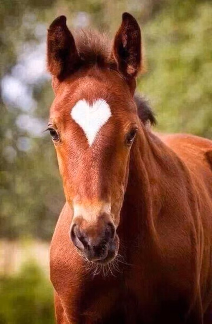 Tuổi Ngọ công việc hôm nay ngày càng khởi sắc, con giáp cho thấy trí tuệ ấn tượng, năng lực làm việc mạnh mẽ, địa vị thăng tiến nhanh chóng. Tài lộc hôm nay ở mức trung bình, con giáp nên tiền bạc phân minh, không để ảnh hưởng bởi chuyện tình cảm kẻo mất cả hai.