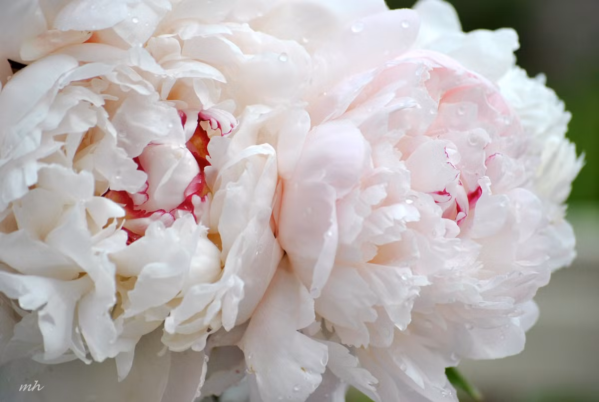 Theo dự đoán ngày mới 17/06/2018 cho 12 con giáp, công việc của người tuổi Tý hôm nay vô cùng thuận lợi, được cấp trên nhìn nhận và khen ngợi, chính vì thế có cơ hội tăng chức, thăng lương. Tài vận: áp lực về tài chính gia tăng. Tình cảm: đừng vì công việc bận rộn mà lơ là, không quan tâm tới nửa kia. Ảnh: image.baidu.com.