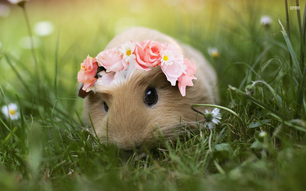 Du doan ngay moi 23/6/2020 cho 12 con giap