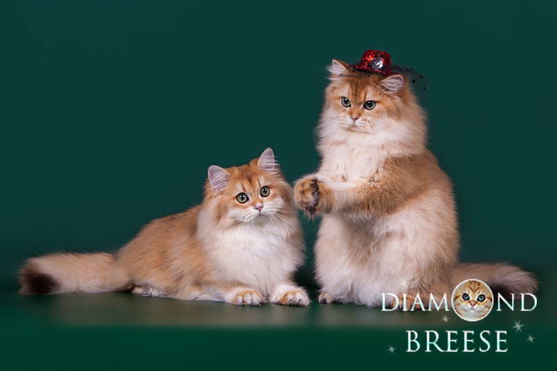  Tuổi Mão: Dự đoán ngày mới cho 12 con giáp chúc mừng, sự nghiệp ổn định, bạn nên năng nhặt chặt bị, tích tiểu thành đại, làm ăn vừa tầm. Vớ nửa kia khi có mâu thuẫn cần im lặng, chờ đợi cơ hội giải thích.