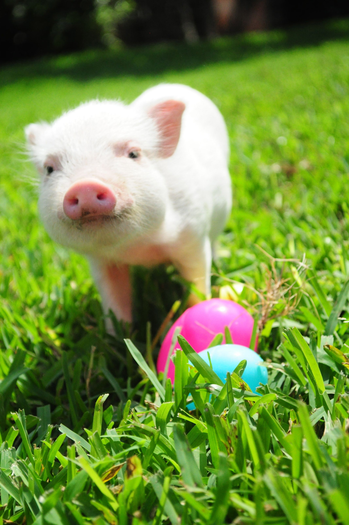  Tuổi Hợi: Dự đoán ngày mới cho 12 con giáp chúc mừng, bạn sẽ tìm thấy nhiều nguồn cảm hứng mới trong công việc, đem lại thu nhập cực kỳ khủng. Trong tình cảm, bạn khá tẻ nhạt nên cần cố gắng hết sức đấu tranh giành lấy trái tim của nửa kia. *Thông tin chỉ mang tính tham khảo, chiêm nghiệm