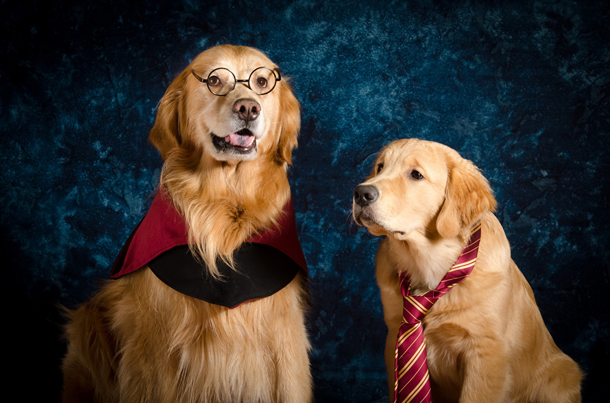  Tuổi Tuất: Có nhiều thông tin bất lợi bủa vây tuổi Tuất, tốt nhất, bạn cần chú ý lời ăn tiếng nói, hành động nhẹ nhàng, thêm bạn bớt thù. Tử vi 12 con giáp nhắc nhỏ, tài chính dư dôi nên cố gắng dành thời gian cho gia đình và nửa kia, đừng tham việc. 