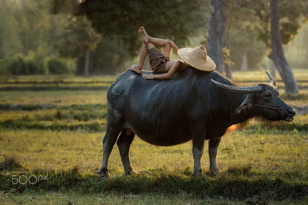 Từ 15/5 âm lịch, con giáp sẽ làm việc chăm chỉ để thăng tiến. Cùng với sự đưa đường chỉ lối của Quý nhân và Thần Tài phù hộ, tuổi Sửu sẽ chào đón một tương lai tươi sáng, có được sự nghiệp vững chắc và đầy tài lộc.