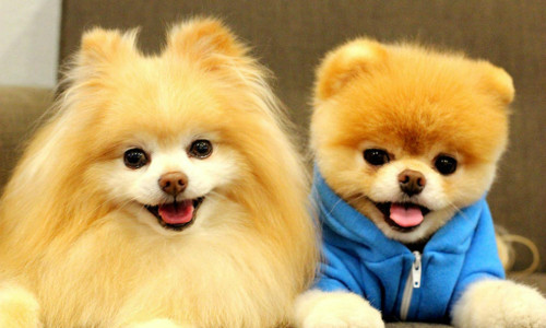 Tuổi Tuất cũng có thêm cơ hội quyền lực, thăng chức lớn tại nơi làm việc, kéo theo mức lương tăng đáng kể. Con giáp chỉ cần luôn nhớ rằng: từ bỏ thì dễ, kiên trì mới khó. Nhưng vượt qua gian khổ, tuổi Tuất sẽ vươn tới đỉnh cao thành công.