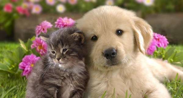 Tuổi Tuất có thể tạm biệt những ngày căng thẳng nửa đầu tháng, công việc kinh doanh của cá nhân con giáp phát triển mạnh mẽ. Sau những ngày khó khăn do tình hình khách quan, cát tinh chiếu rọi mang lại sự minh mẫn cho con giáp, tìm ra cơ hội phát triển mới ngay từ các trở ngại.