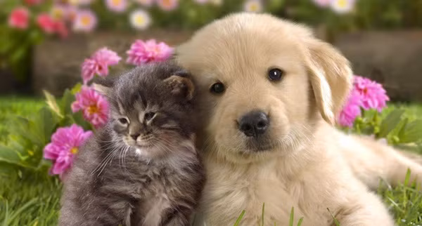 Tuổi Tuất có thể tạm biệt những ngày căng thẳng nửa đầu tháng, công việc kinh doanh của cá nhân con giáp phát triển mạnh mẽ. Sau những ngày khó khăn do tình hình khách quan, cát tinh chiếu rọi mang lại sự minh mẫn cho con giáp, tìm ra cơ hội phát triển mới ngay từ các trở ngại.