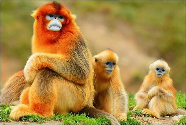 Tuổi Thân cố gắng chăm sóc khách hàng khó tính, một khi đã được yêu mến, cơ hội công việc tiến triển rất tốt. Nhờ đó con giáp tích lũy được nhiều hơn, cuộc sống ngày càng sung túc.