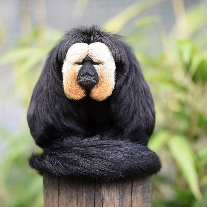 Không đầy 3 tháng tới, tuổi Thân sẽ nghĩ ra những ý tưởng vô cùng mới mẻ tại nơi làm việc. Nhờ vậy, con giáp sẽ có bước tiến chưa từng có trong sự nghiệp.