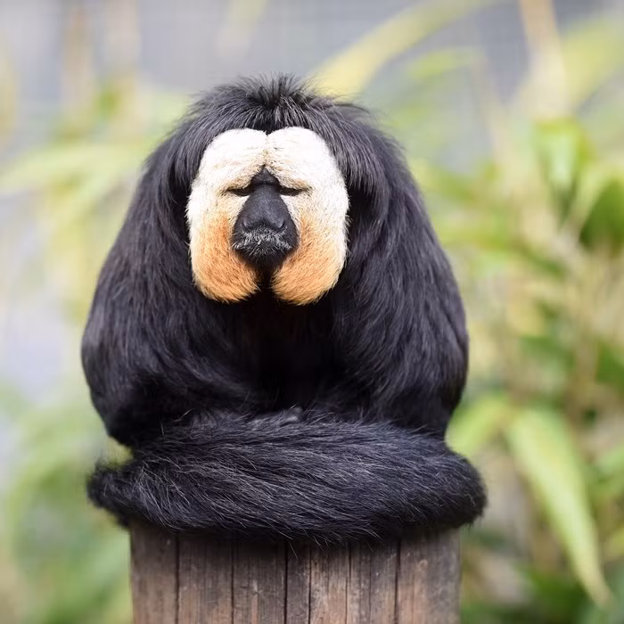 Không đầy 3 tháng tới, tuổi Thân sẽ nghĩ ra những ý tưởng vô cùng mới mẻ tại nơi làm việc. Nhờ vậy, con giáp sẽ có bước tiến chưa từng có trong sự nghiệp.